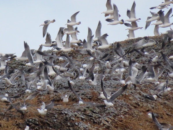 600x %e3%82%a6%e3%83%9f%e3%83%8d%e3%82%b3%e7%be%a4