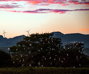 第２回　入選　「大樹」　金築　哲　（撮影場所：灘分町島村）