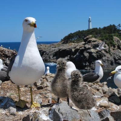 400x400 3 2 18%e3%82%a6%e3%83%9f%e3%83%8d%e3%82%b3%ef%bc%88%e6%96%87%e5%8c%96%e8%b2%a1%ef%bc%89