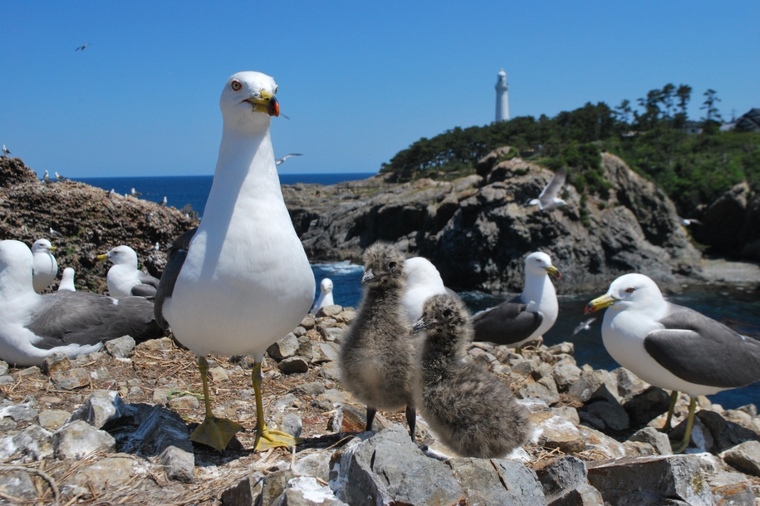 760x 3 2 18%e3%82%a6%e3%83%9f%e3%83%8d%e3%82%b3%ef%bc%88%e6%96%87%e5%8c%96%e8%b2%a1%ef%bc%89